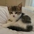 2 aylık yavru kedi