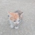 Fındık kıza yuva arıyoruz