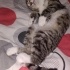acil yuva aranıyor fotoğraf