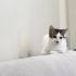 acil yuva aranıyor fotoğraf