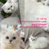 Pamuk için yuva bulalım fotoğraf