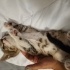 Yavru kedi Sahiplendime fotoğraf