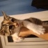 Yavru kedi Sahiplendime fotoğraf