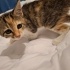 Yavru kedi Sahiplendime fotoğraf