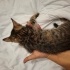 Yavru kedi Sahiplendime fotoğraf