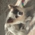 sevimli köpeğime yuva