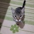 Kedi sahiplendirme fotoğraf