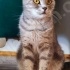 ÜCRETSİZ POFUDUK YUMUŞACIK SAKİN KARAKTERLİ BRİTİSH KEDİCİK AİLESİNİ BEKLİYOR fotoğraf
