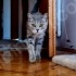 ÜCRETSİZ POFUDUK YUMUŞACIK SAKİN KARAKTERLİ BRİTİSH KEDİCİK AİLESİNİ BEKLİYOR fotoğraf