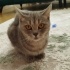 ÜCRETSİZ POFUDUK YUMUŞACIK SAKİN KARAKTERLİ BRİTİSH KEDİCİK AİLESİNİ BEKLİYOR fotoğraf