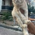 Sevimli Kedi Behlül’e Yuva Arıyoruz 🐾 fotoğraf
