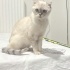 Ücretsiz sahiplenme pofidik British kedi acil yuva