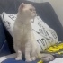 Ücretsiz sahiplenme pofidik British kedi acil yuva fotoğraf