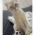 Ücretsiz sahiplenme pofidik British kedi acil yuva fotoğraf