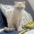 Ücretsiz sahiplenme pofidik British kedi acil yuva fotoğraf