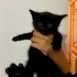 KÖMÜR RENGİ YUMUŞACIK TÜYLÜ YEMYEŞİL GÖZLÜ YUMUŞACIK SEVECEN  BEBEK KEDİCİK fotoğraf