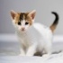 2 aylik calico bebek fotoğraf