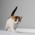 2 aylik calico bebek fotoğraf
