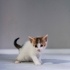 2 aylik calico bebek fotoğraf