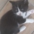 AKILLI CANAYAKIN,YUMUŞACIK BEBEK KEDİCİK İÇİN AİLE OLUR MUSUNUZ fotoğraf