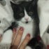 AKILLI CANAYAKIN,YUMUŞACIK BEBEK KEDİCİK İÇİN AİLE OLUR MUSUNUZ fotoğraf
