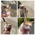 Çok sevecen yetişkin kedi fotoğraf