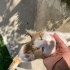 Çok sevecen yetişkin kedi fotoğraf