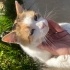Çok sevecen yetişkin kedi fotoğraf
