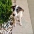 Jack Russell kırma yuva arıyoruz