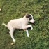 Jack Russell kırma yuva arıyoruz fotoğraf
