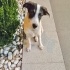 Jack Russell kırma yuva arıyoruz fotoğraf