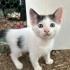 ANKARA KEDİSİ SMOKİN MELEZİ BEMBEYAZ POFUDUK TÜYLÜ KALP DESENLİ BEBEK KEDİCİK fotoğraf