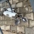 Bu minikler sokakta kalmasın! Aşı ve kısırlastırmaları tarafımızdan yaptırılıyor fotoğraf