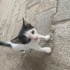 Bu minikler sokakta kalmasın! Aşı ve kısırlastırmaları tarafımızdan yaptırılıyor fotoğraf