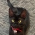 1 Yaş Siyah Tekir Kedi fotoğraf