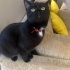 1 Yaş Siyah Tekir Kedi fotoğraf