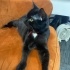 1 Yaş Siyah Tekir Kedi fotoğraf