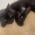 1 Yaş Siyah Tekir Kedi fotoğraf
