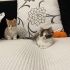 2 kardeşe acil yuva lütfen fotoğraf