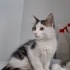 2.5 Aylık Turbo Purrr Motor, yuvasını arıyor fotoğraf