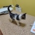 2.5 Aylık Turbo Purrr Motor, yuvasını arıyor fotoğraf