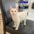 Adım Gazoz 3,5 aylık Ankara Kedisiyim, sahibim beni parka terketti😿 fotoğraf