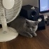Safkan British Shorthair kedimiz Köfte’yi ücretsiz sahiplendiriyoruz fotoğraf
