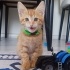 3 aylık aşıları tam oyuncu sarman fotoğraf