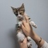 Minik Bebek Yuvasını Arıyor fotoğraf
