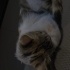Çok tatlı kyk kedisi fotoğraf