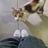 Çok tatlı kyk kedisi fotoğraf