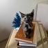 1.5 aylık calico bebeğe acil kalıcı yuva fotoğraf