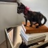 1.5 aylık calico bebeğe acil kalıcı yuva fotoğraf