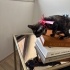 1.5 aylık calico bebeğe acil kalıcı yuva fotoğraf